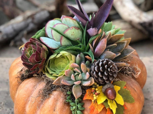 Fall Succulent Pumpkin - Craft Social Party Sept 12
